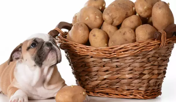 куче яде картофи