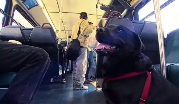 Куче всеки ден се вози само в автобус, за да стигне до парка