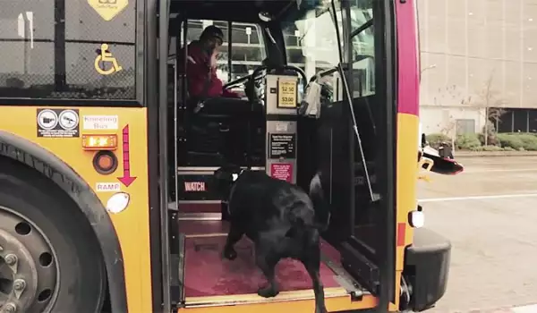 Куче всеки ден се вози само в автобус, за да стигне до парка