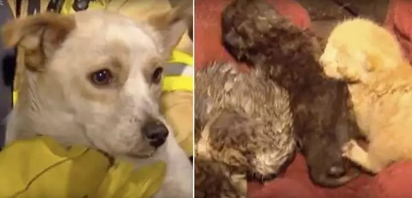 Куче се хвърли в огъня, за да спаси 4 котенца от пожар