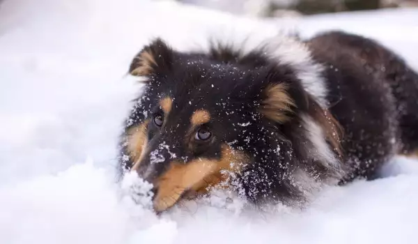 Как да помогнем на куче с артрит в студеното време?
