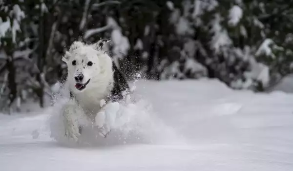 Куче в снега