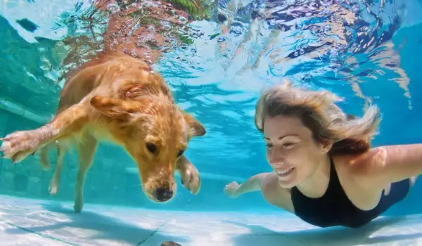 Може ли всяко куче да плува?