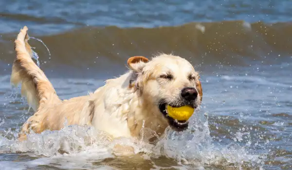 Мерки за безопасност при плуване на куче