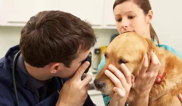Очни заболявания при кучетата