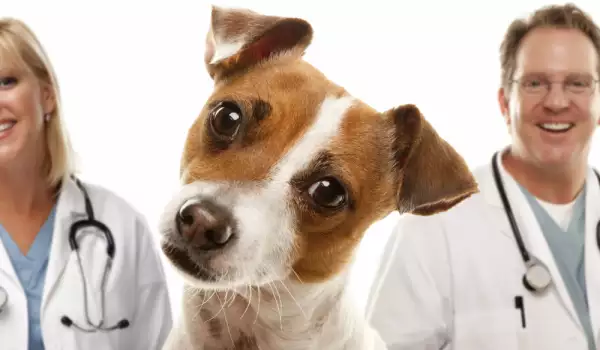 Профилактични прегледи на кучето - кога и защо