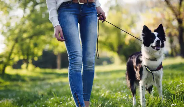 Как да се държим при разходка на куче