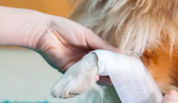 Как да се погрижим за раните на кучето