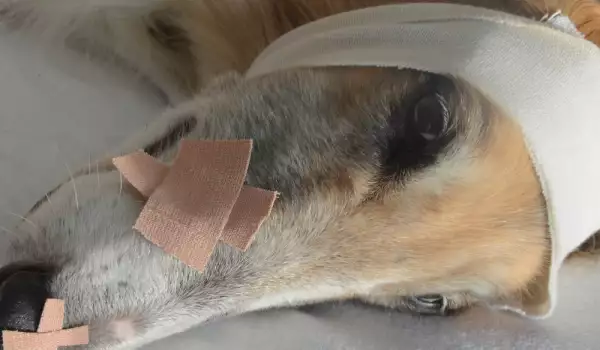 Лечение на рани при животните