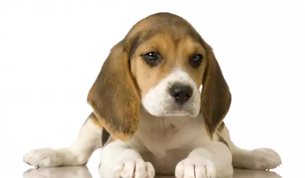 Кая