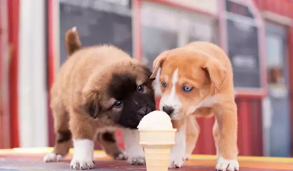 Сладолед за кучета