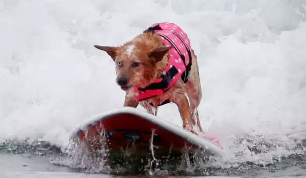 Кучешко сърфиране