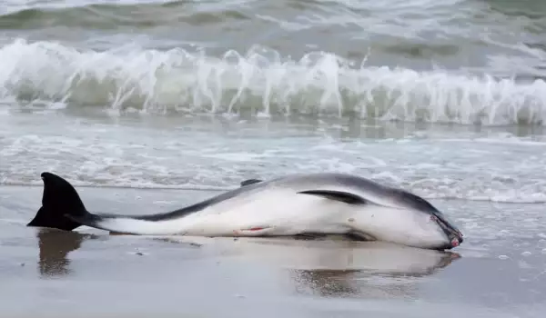 делфин на брега