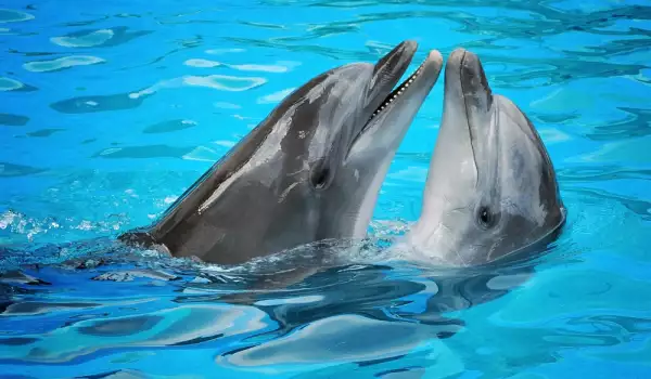 Как дишат делфините?