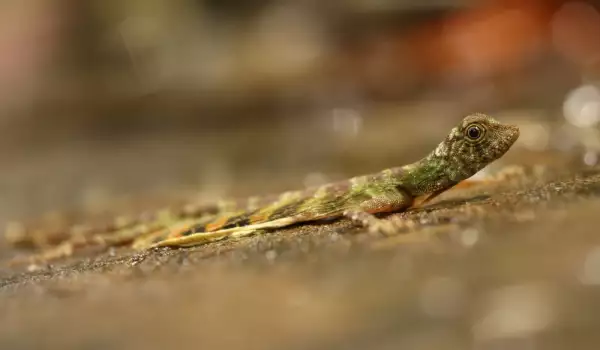 Draco volans
