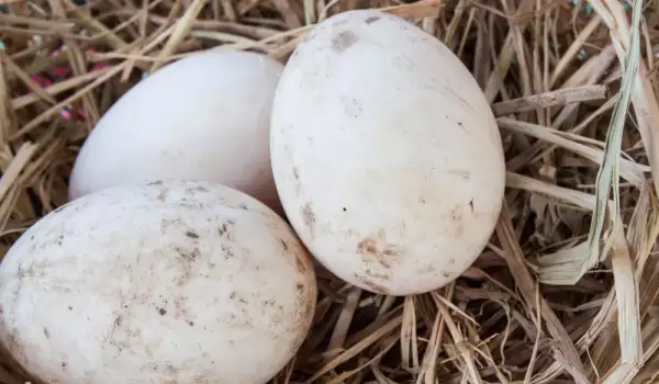 Българин изпочупи яйцата на рядък вид сокол в Русия