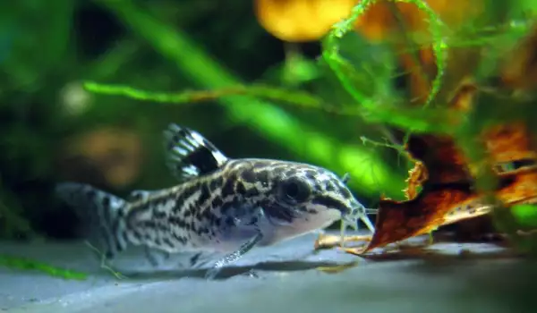 Кои са дънните аквариумни рибки?