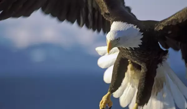 Най-хищните птици на планетата