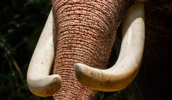 Световния ден на слона