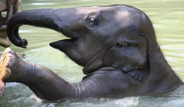 Зоозащитници от Шри Ланка спасиха четири слона, бедстващи в кладенец