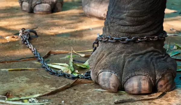 Слоница почина от изтощение, докато разхожда туристи