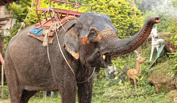 Тази фотография запечата ужаса на слоновете в Индия