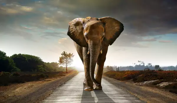 Най-самотният слон в света почина