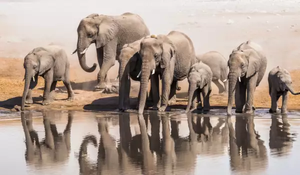 Слонове в Амбосели