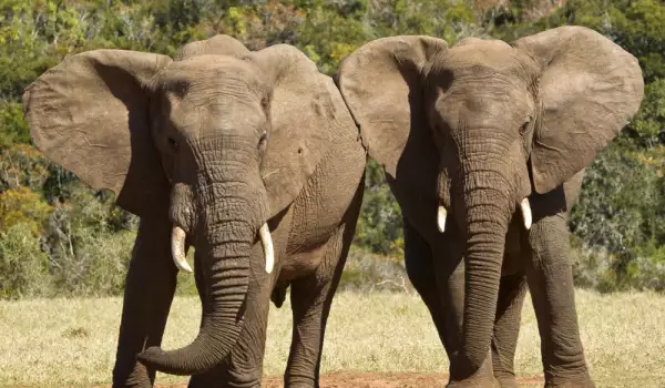 Девет слона умряха от токов удар в Ботсвана