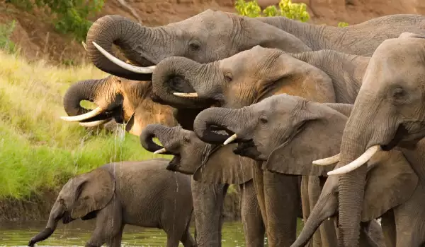 Световния ден на слона