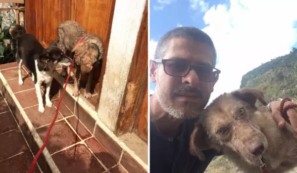 Вижте невероятната промяна на полуживо куче, спасено от улицата