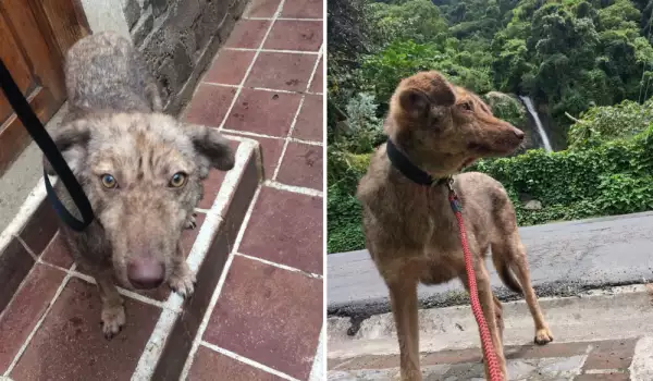 Вижте невероятната промяна на полуживо куче, спасено от улицата