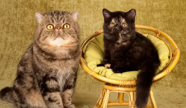 Брахицефалните породи котки – кои са и какво трябва да знаем за тях?