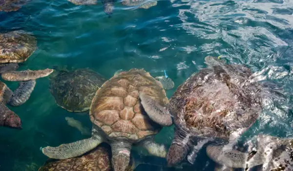 Докога! Защитен вид костенурка почина заради изхвърлени найлонови торбички