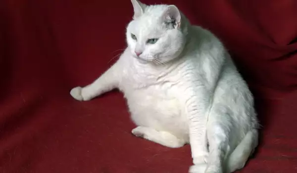 Затлъстяване при котка