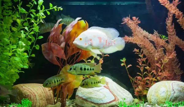 Защо се бият рибките в аквариума?