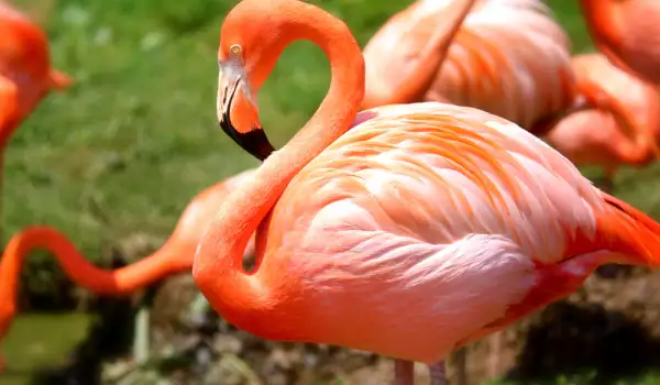 Красиво фламинго
