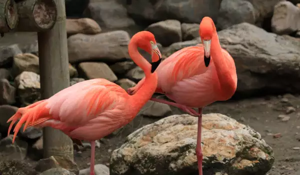 Къде можем да видим фламинго?