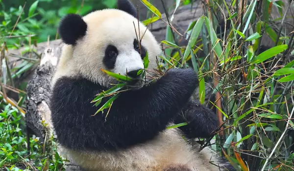 Втората най-възрастна панда в света стана на 37 години