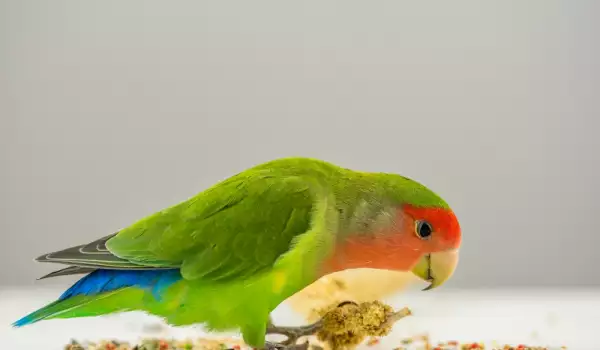 Отровни храни за папагали