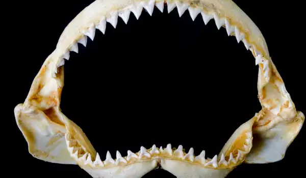 Акула челюсти