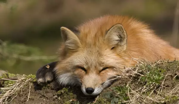 Сладури! Вижте удивителното приятелство на енот и лисица