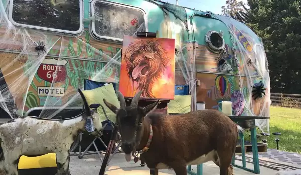 Коза-пътешественик обикаля света с каравана