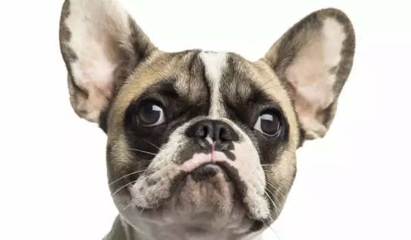 Учени разкриха как кучетата ни манипулират