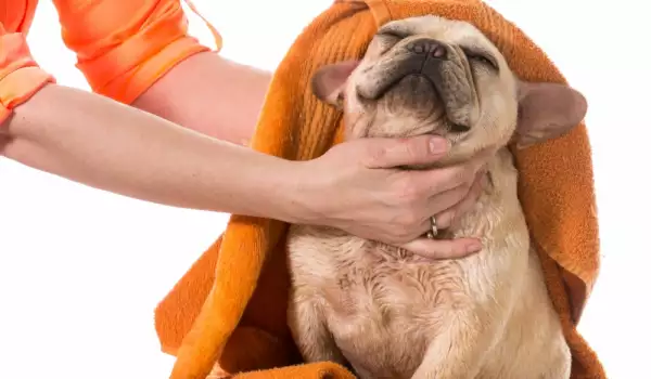 Учени разкриха как кучетата ни манипулират