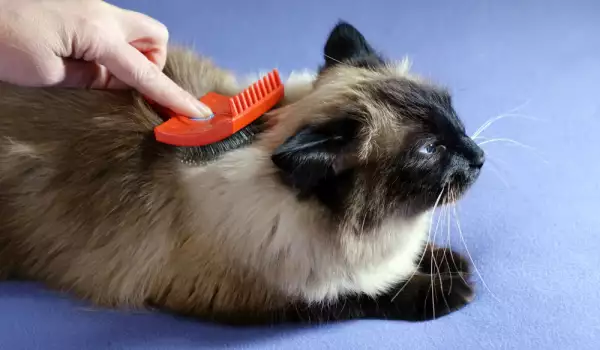 Разресване на котка с фурминатор