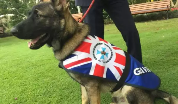 Уволненото от полицията куче си намери по-яка работа