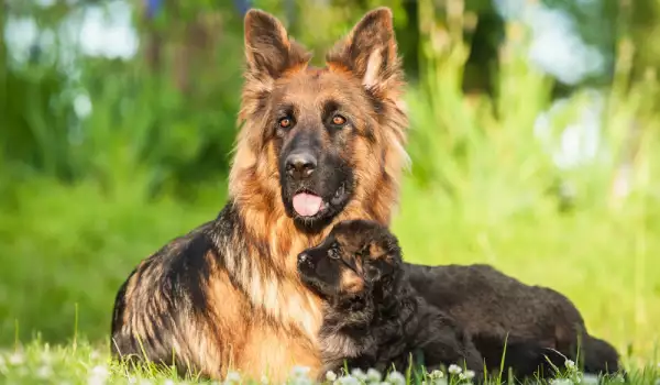 С кои кучета за разбират немските овчарки