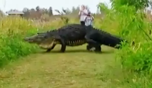 Огромен алигатор