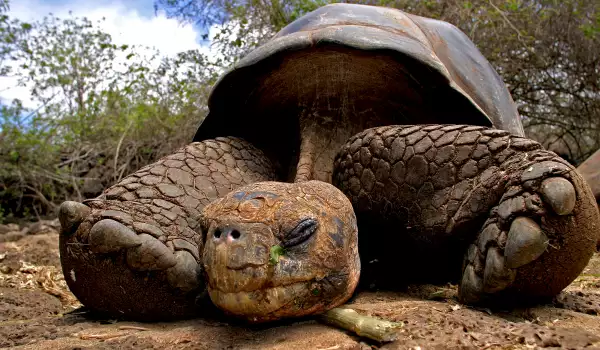 Мекотело бие рекорда на костенурките с 410 рождени дни